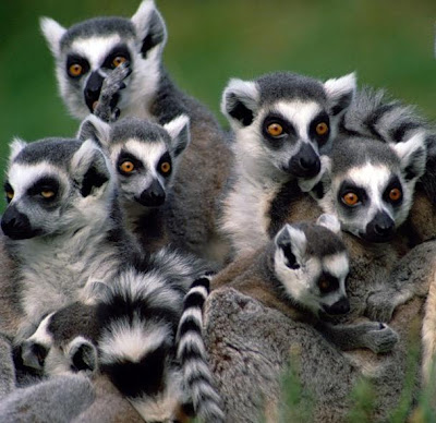 Lemur catta