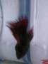 red blue female crowntail