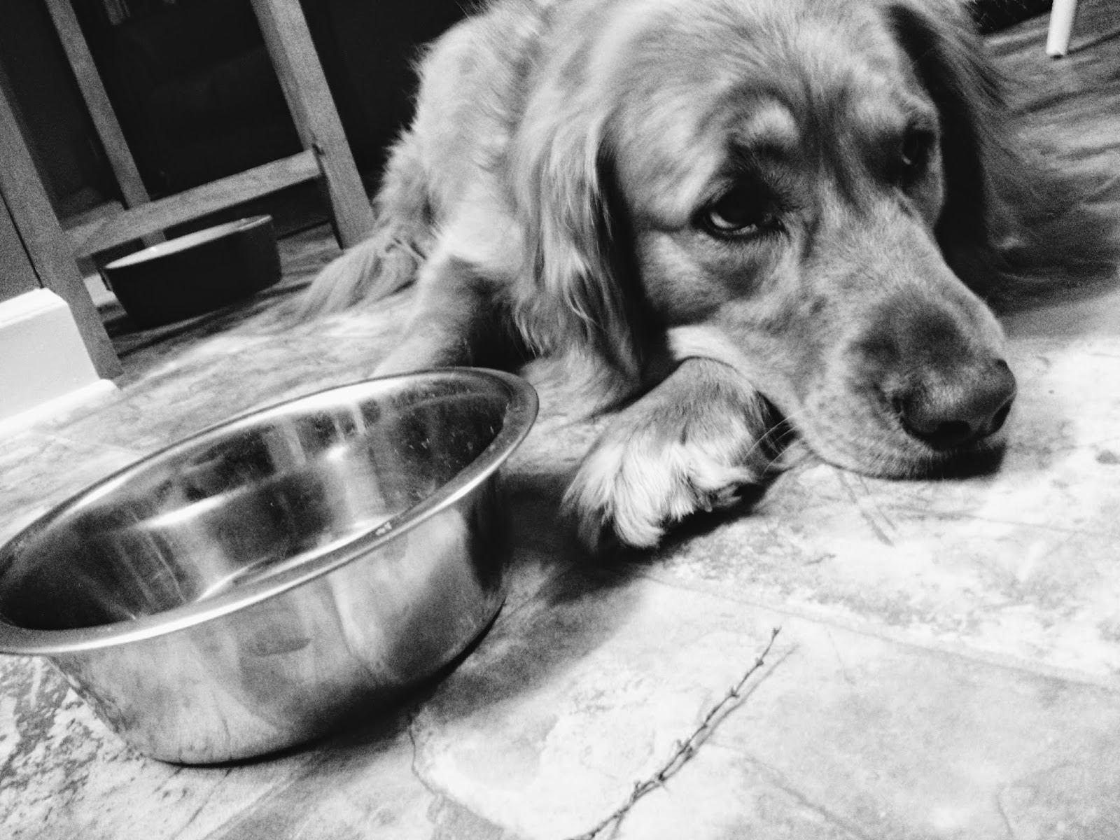 Jefferson County Pet Food Pantry Application And Guidelines