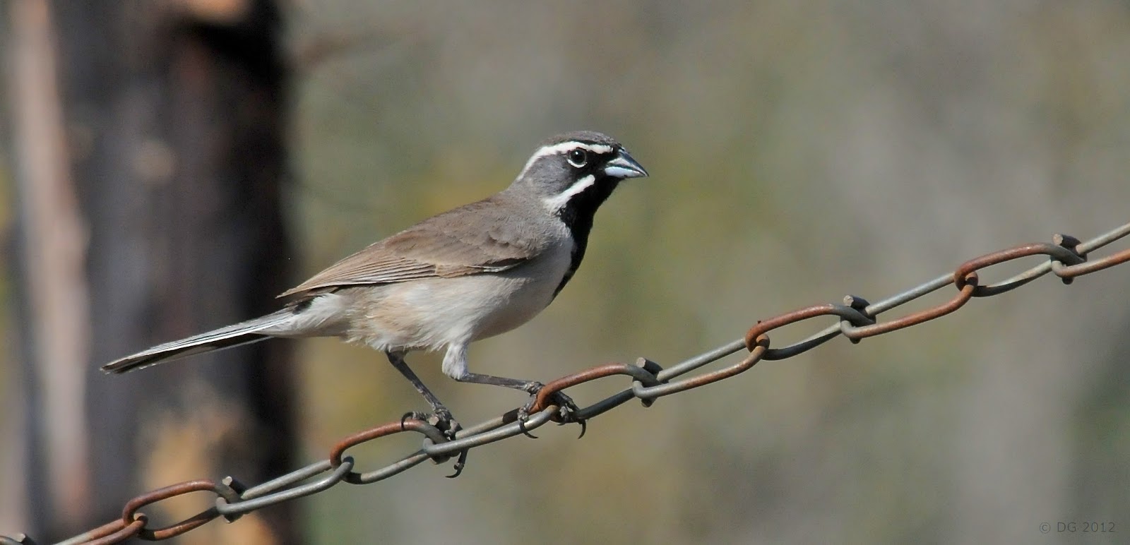 black sparrow black sparrow