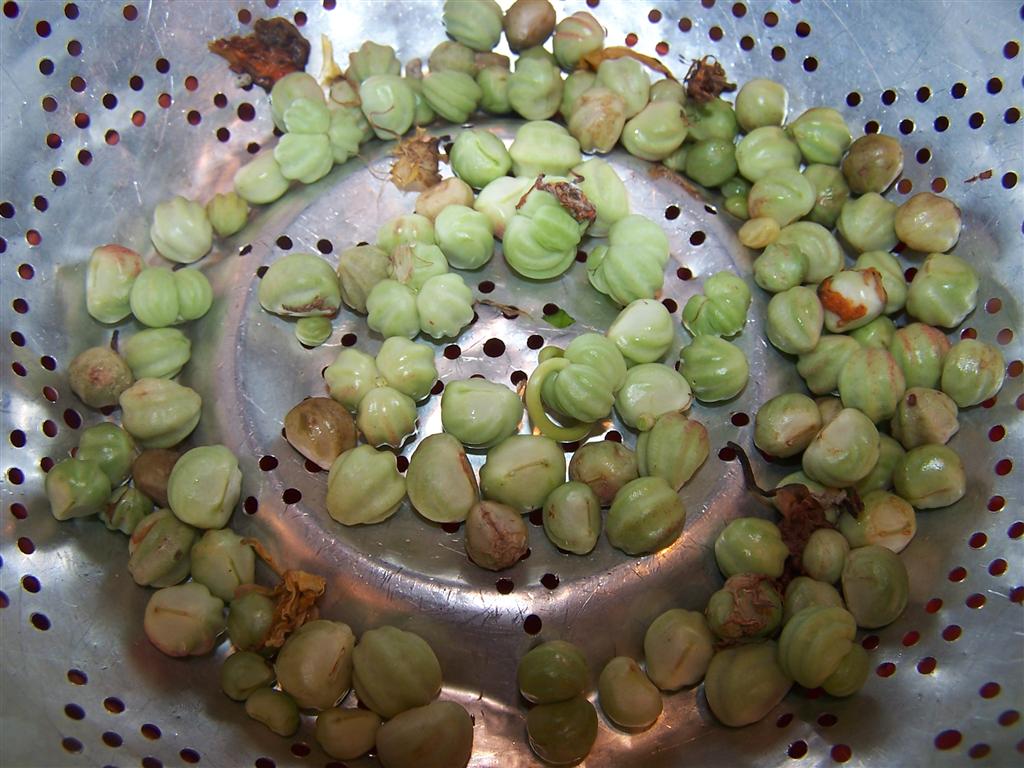 Perennial Passion When to Collect Nasturtium Seeds