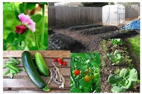 Backyard Farming: Your Backyard Farm
