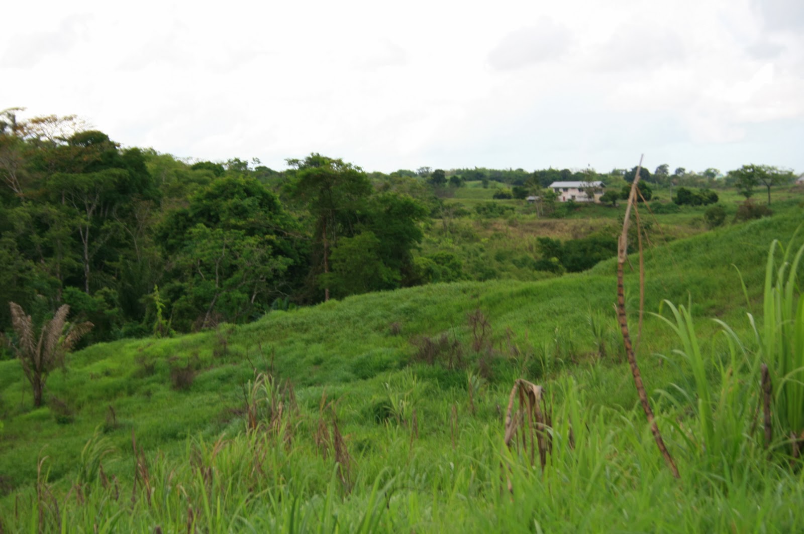 Land In Trinidad