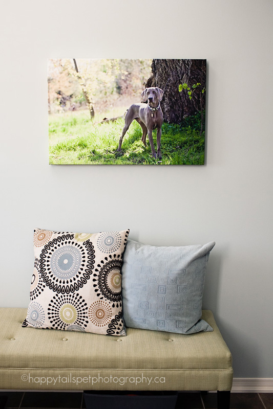 gallery wrap canvas ontario pet photographer Modern Ontario pet