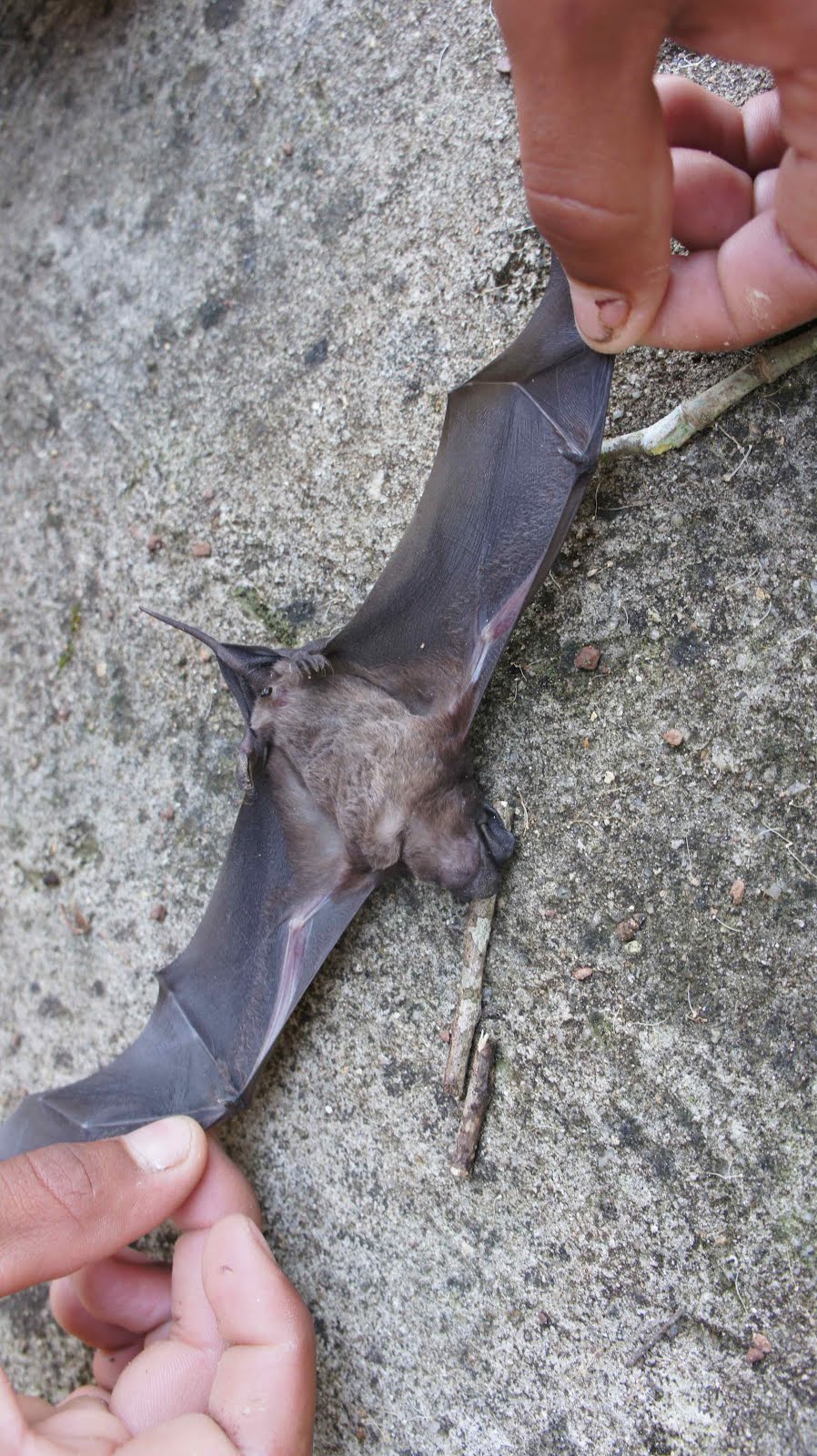 real deal religion Dead Bats for Your Anniversary?