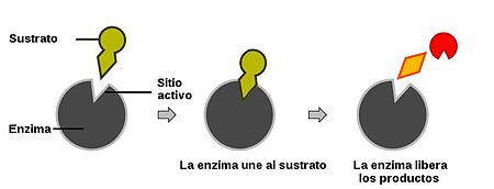 cadenas proteicas significado 1 186 bcnyt grupo 7 biolog 205 a y geolog 205 a isa y celia enzimas cadenas proteicas significado 1 186 bcnyt grupo 7 biolog 205 a y geolog 205 a isa y celia enzimas