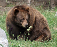 bears eating moths after hibernation
