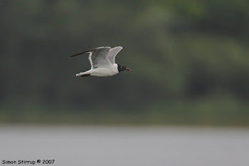 Laughing Gull, Grafham Water