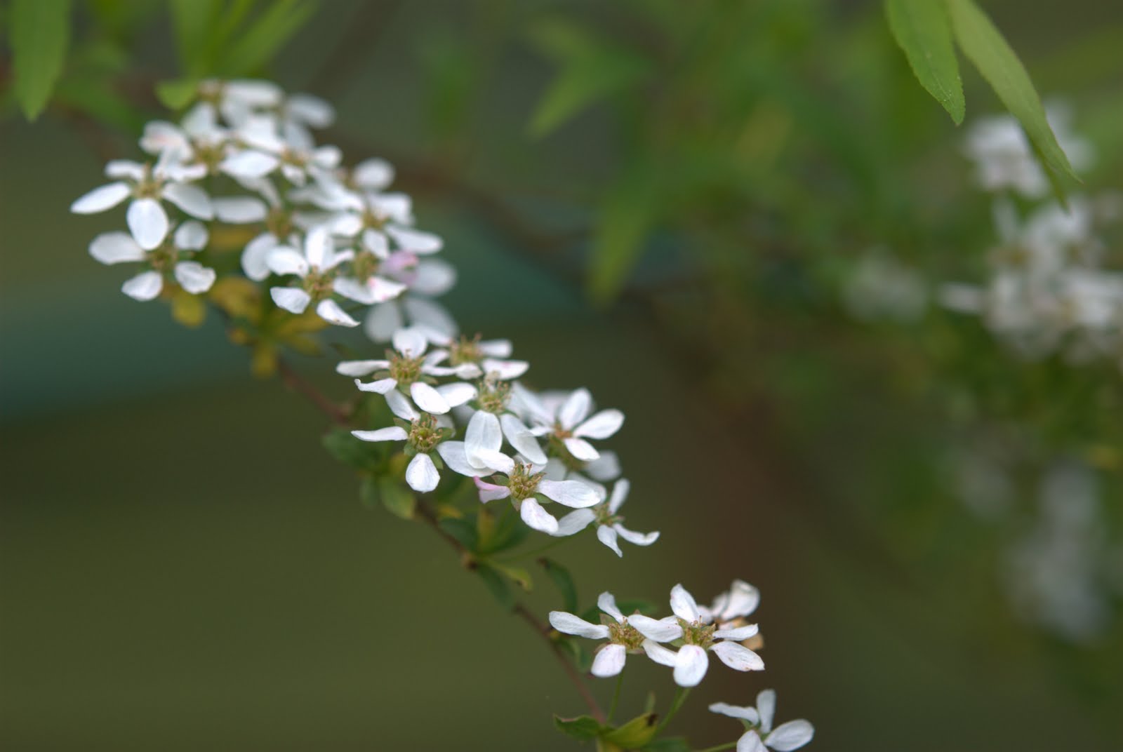 Gardentopia Mellow Yellow Spirea