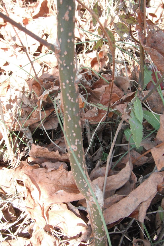 How do you identify sassafras trees?