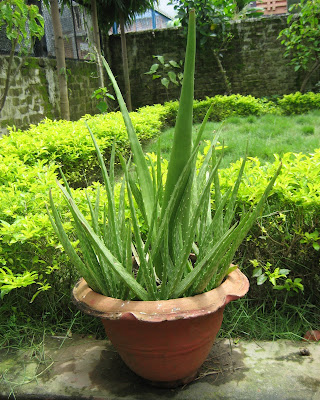 Aloe Barbadensis Miller or Aloe Vera