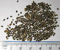 Q1 - Hạt Chia (Chia Seeds) xách tay từ Úc, giá cực tốt cho mọi nhà ^^