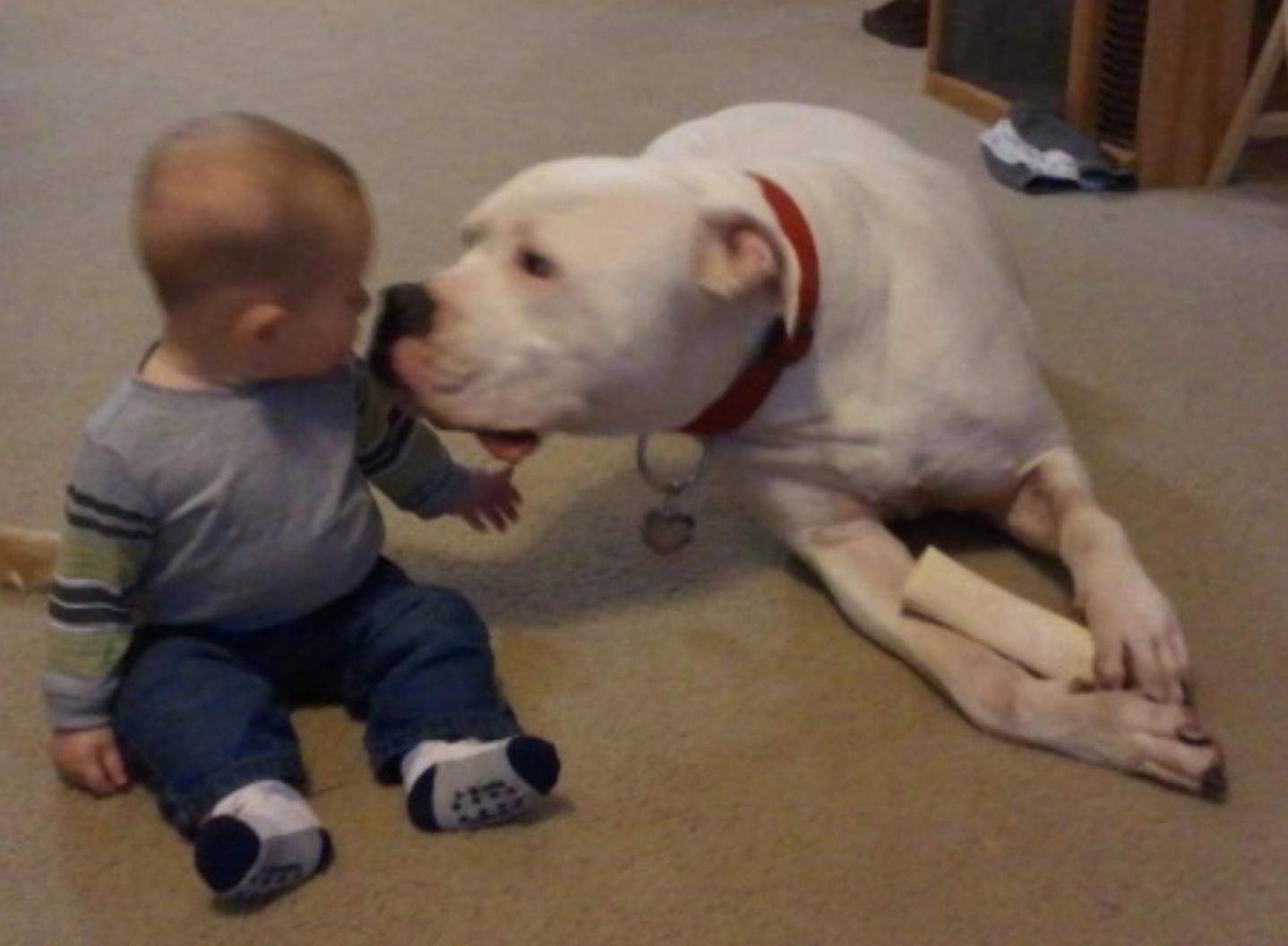 Can A Dog Swallow A Tennis Ball