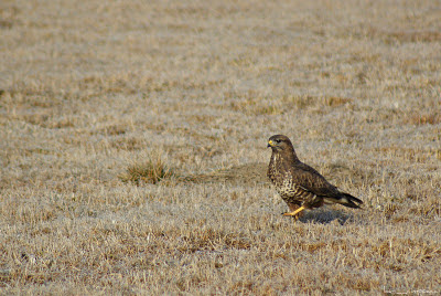 Sorecar Comun-CommonBuzzard-Buteobuteo-Mäusebussard-Egerészölyv-Busevariable