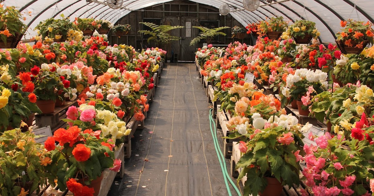 Naples and Hartford in Season White Flower Farm