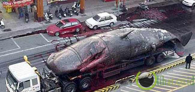 50 ton-paus meledak di jalur kawasan perbelanjaan 50 ton-paus meledak di jalur kawasan perbelanjaan