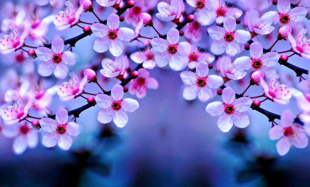 Cari Wallpaper Bunga Sakura Gugur Bergerak