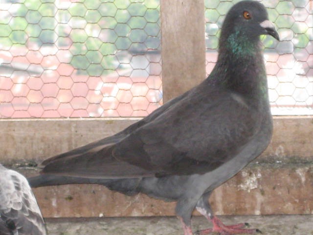 CiriCiri Merpati Pos Yang Baik