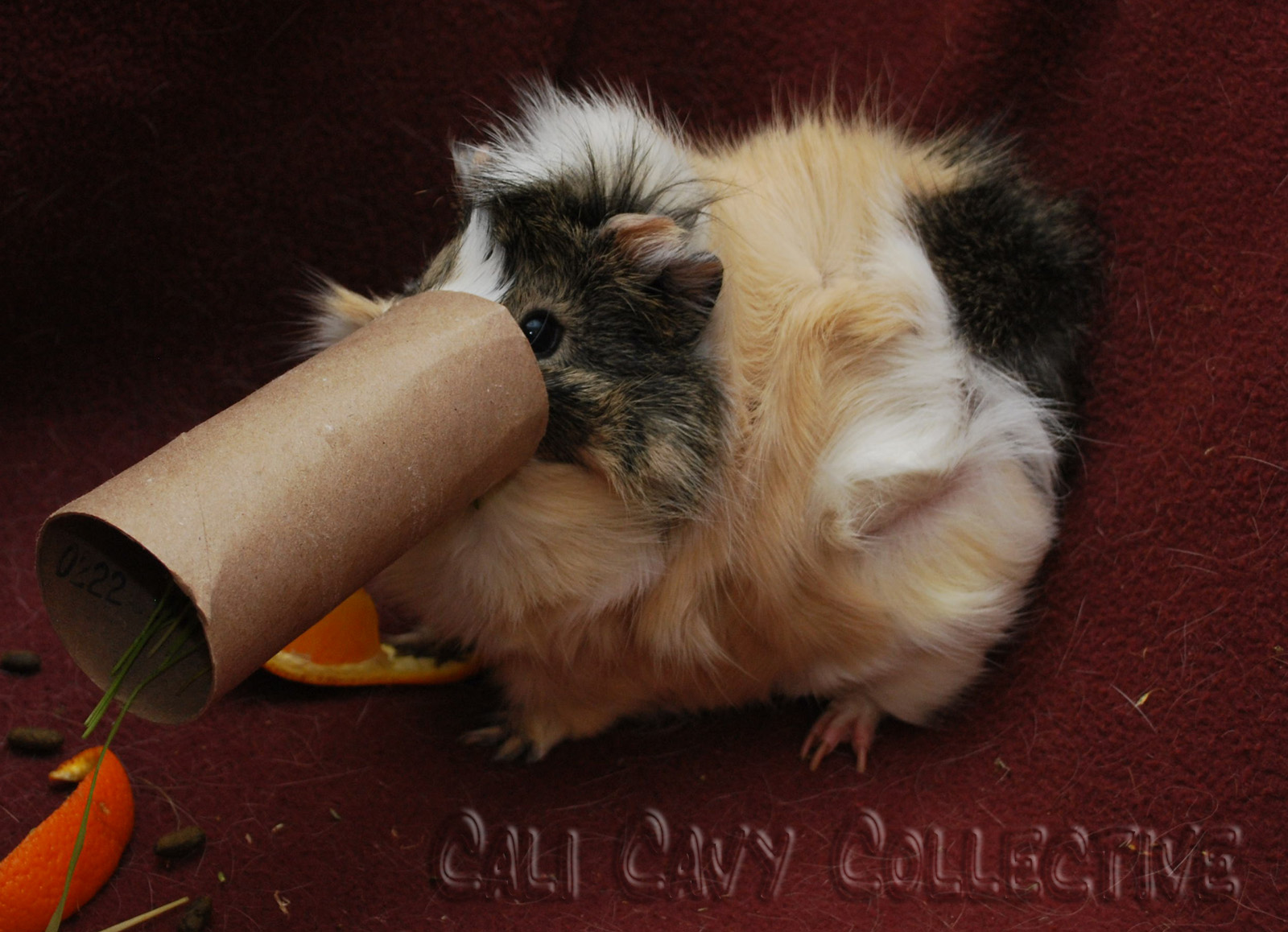 Cali Cavy Collective: a blog about all things guinea pig: DIY guinea