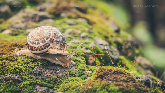lumaca, snail, pioggia, rain, Natura Ischia, foto Ischia, Macro Ischia, 