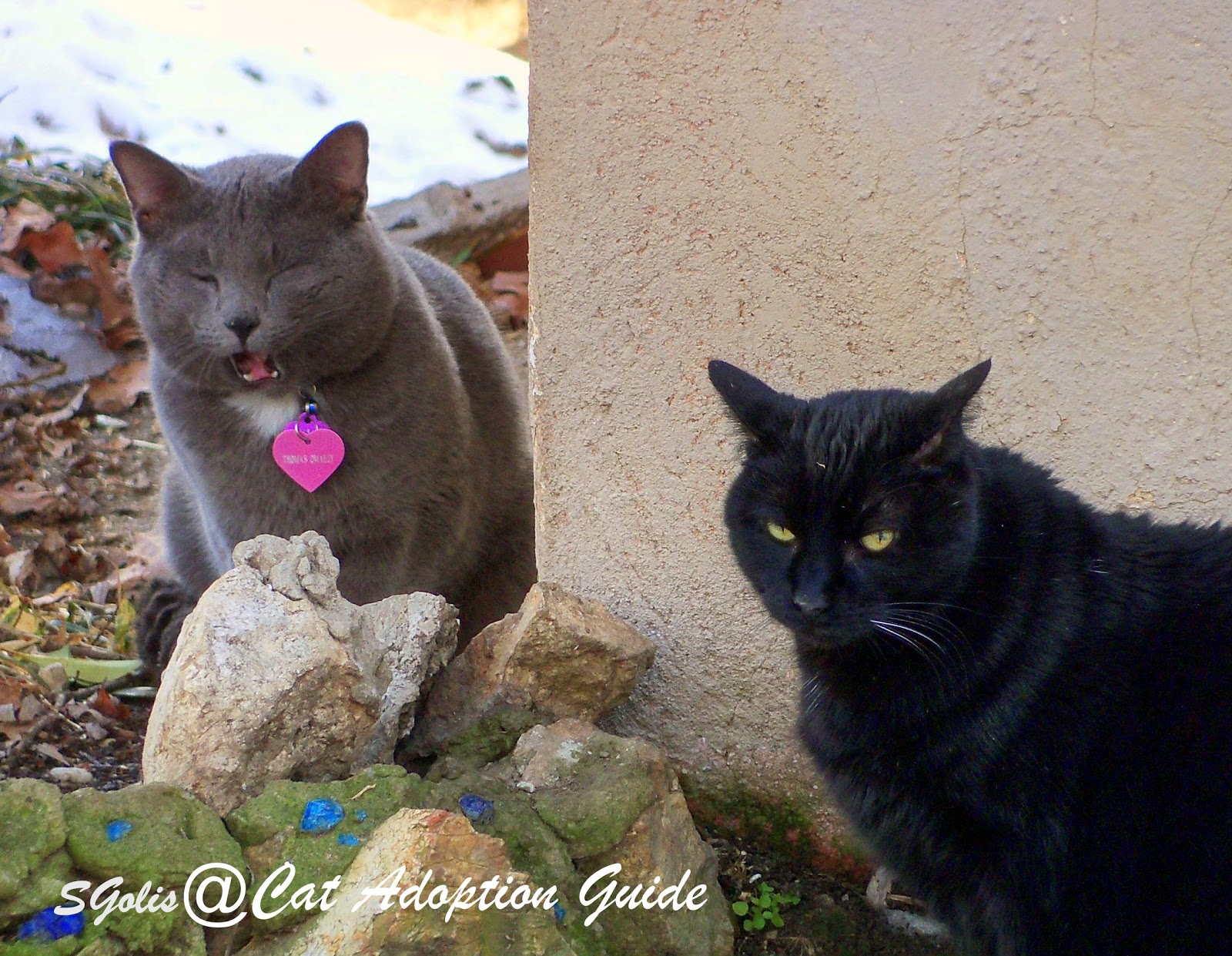 Cat Adoption Guide Why do Cats Leave Home