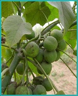 http://mydetik.blogspot.com/2011/08/budidaya-jarak.html