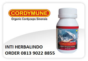 cordymune-natural-nusantara-nasa.jpg