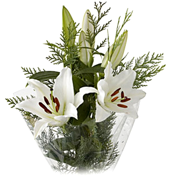 Flower Talk: Learn About White Oriental Lilies