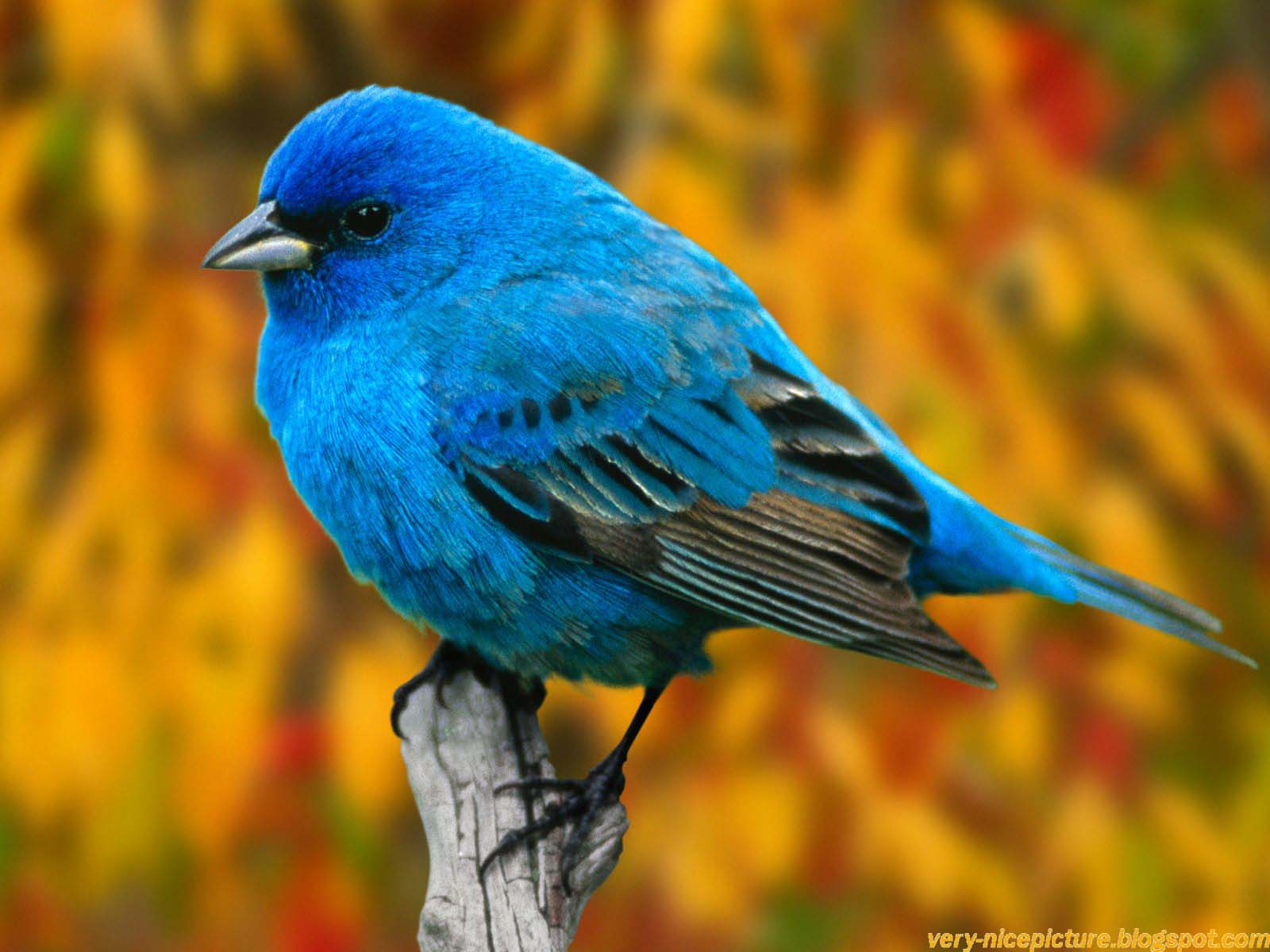 birds pictures bird pictures bird picture birds picture birds pictures bird pictures bird picture birds picture