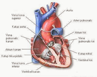 Beberapa Jenis Penyakit Jantung yang Berbahaya