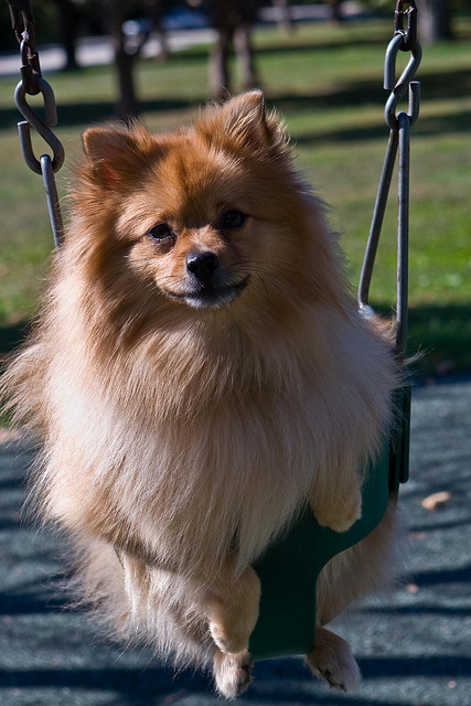 Cute Swinging Dogs