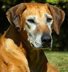 Health Care For Your Older Dogs Health Care For Your Older Dogs