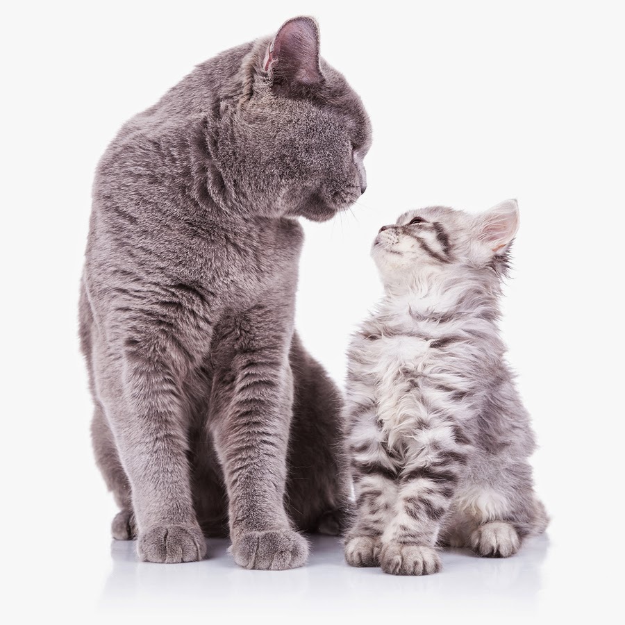 Pati Dokunuşu Eve Yeni Bir Kedi Geldi!