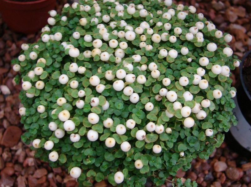 5 UNUSUAL HOUSEPLANTS The Fancy Flora