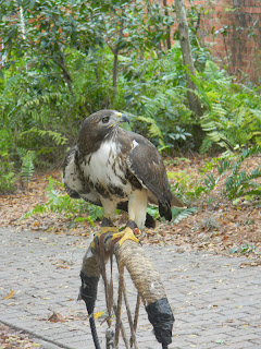 birds prey audubon center maitland fl florida