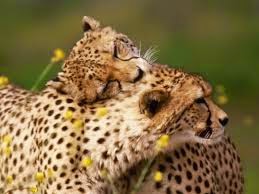 Animales tiernos 2015 - 2016 Animales tiernos 2015 - 2016