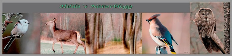 Hilda`s Naturblogg