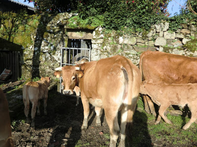 Se venden cinco vacas de raza, buey semental y tres terneros CIMG7256+%5B1280x768%5D