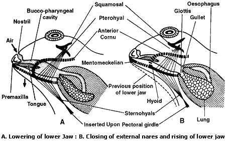 Standard Note: Respiratory system of Frog