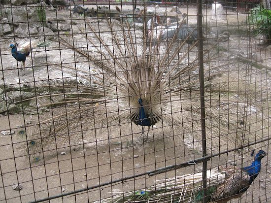 Poor peacock of Manila Zoo