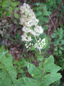 Urban Landscape Native Landscape Shrubs For Sun