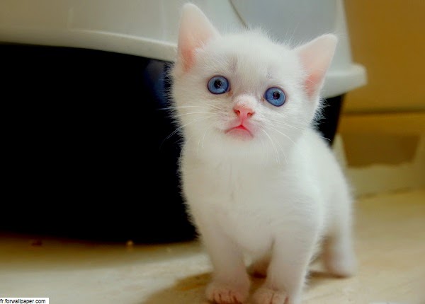 Photo chaton blanc yeux bleus