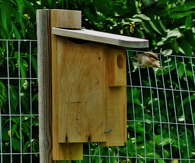 Wrens feeding their young