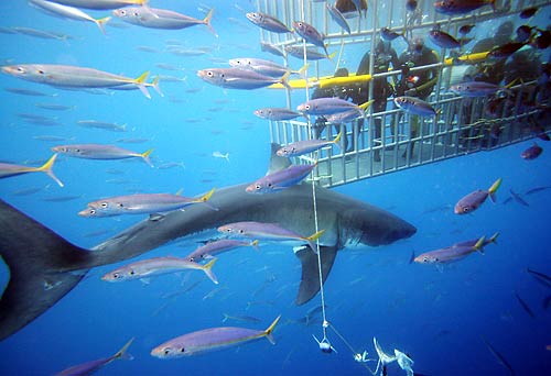 ISLA GUADALUPE FRANCESA isla guadalupe francesa:
