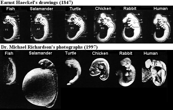Les mensonges "scientifiques" sur l'évolution ! Haeckel's+Embryos+2