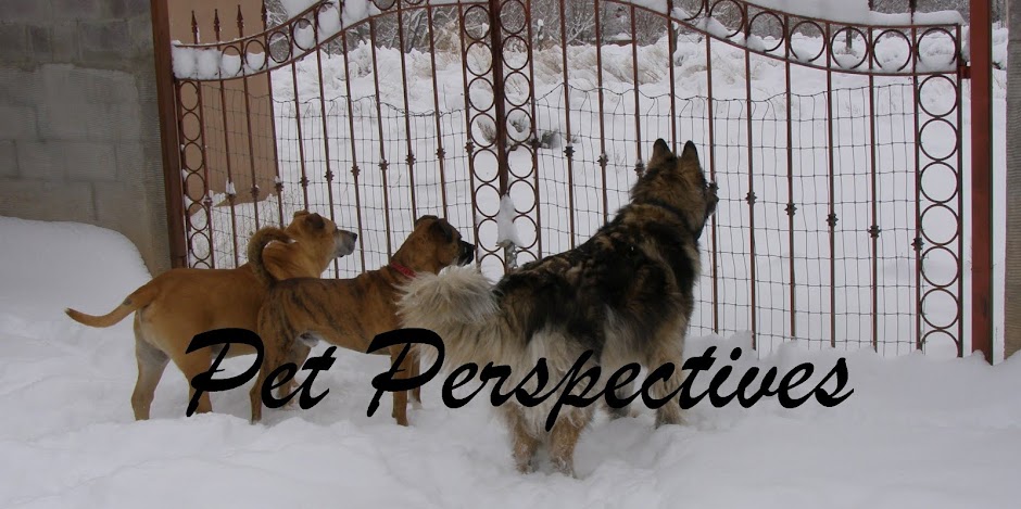 Pet Perspectives