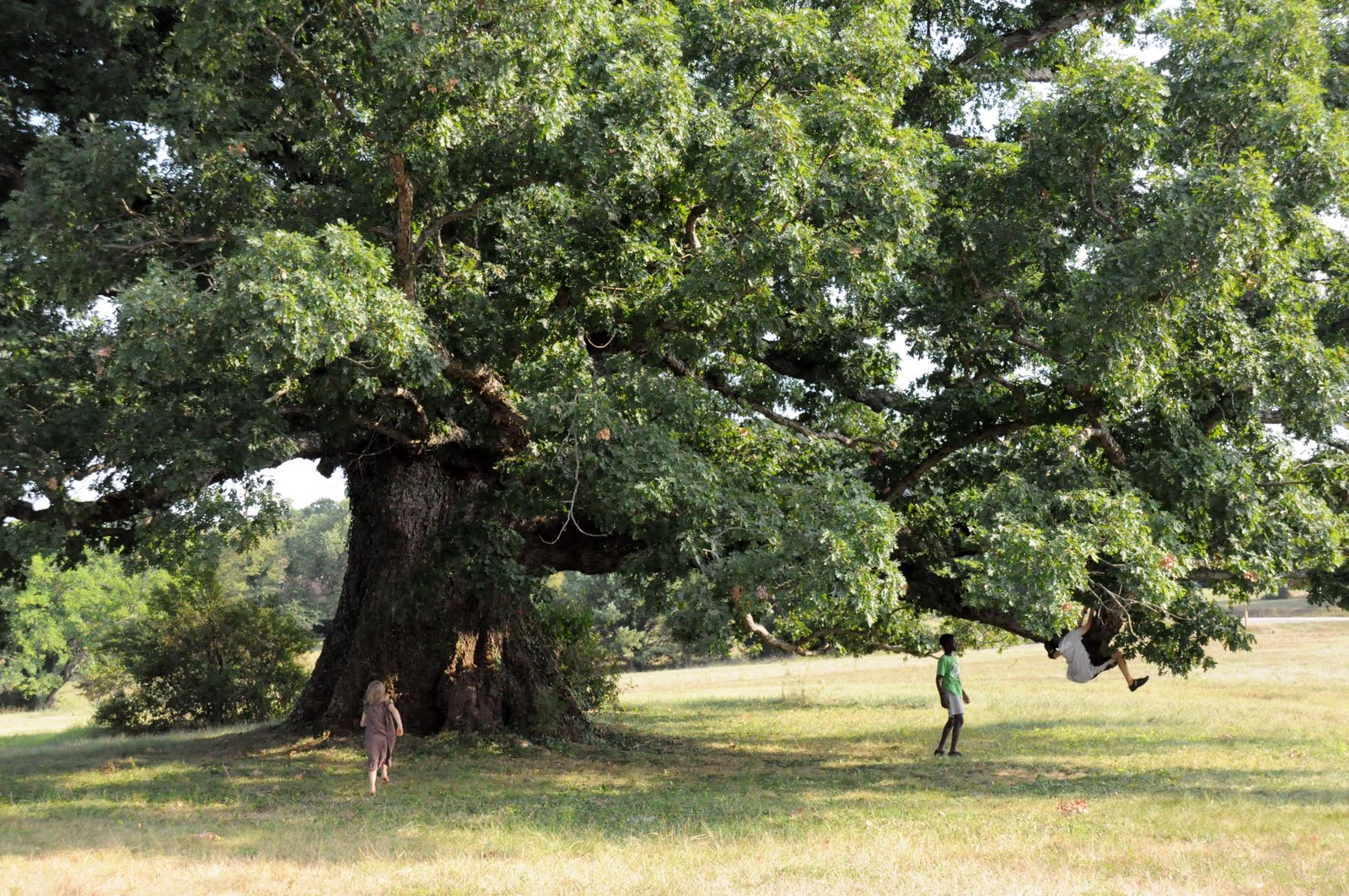 Remarkable Trees of Virginia The Earlysville Oak