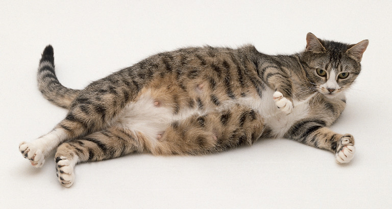 How Long Is The Gestation Period For A Domestic Cat How Long Is The Gestation Period For A Domestic Cat