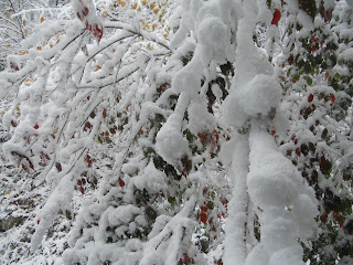 snowy picture