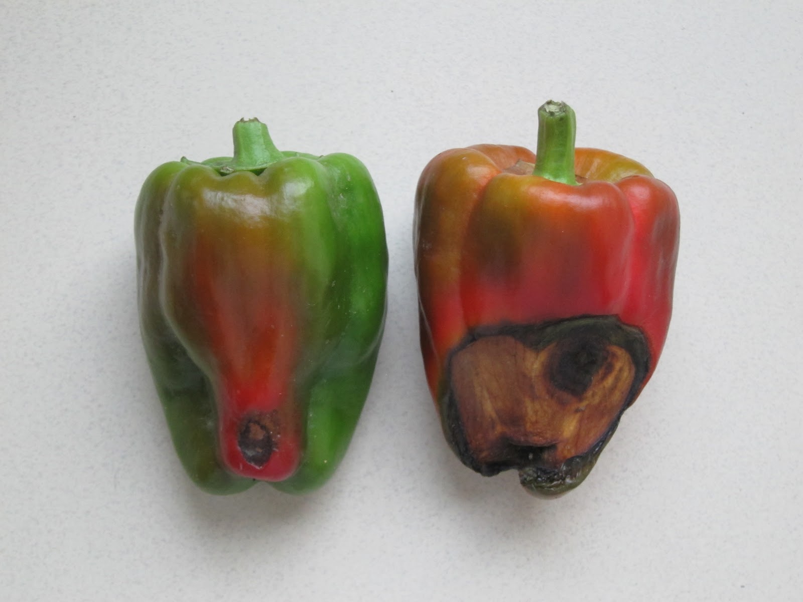 IowaVegetables What is happening to the blossom end?